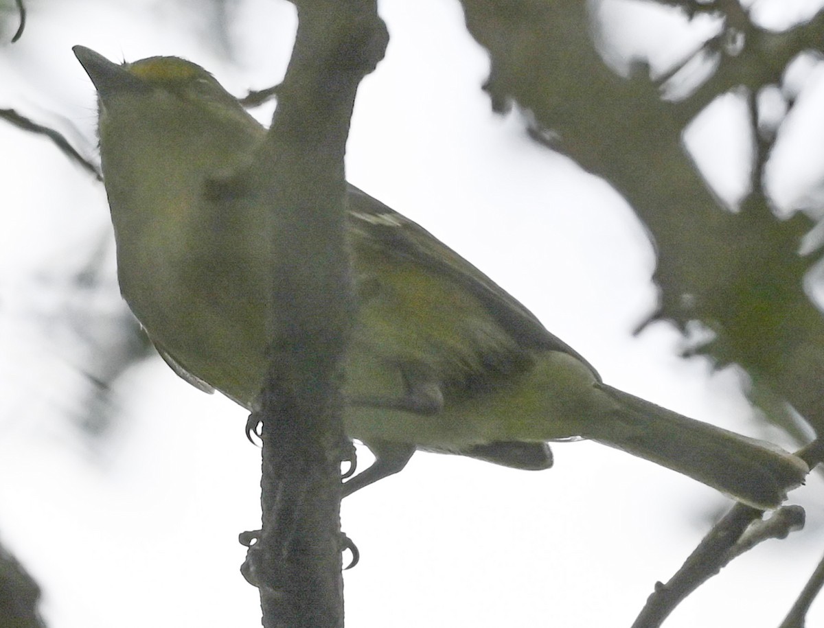 Weißaugenvireo - ML644774200