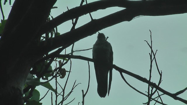 Common Cuckoo - ML644774225