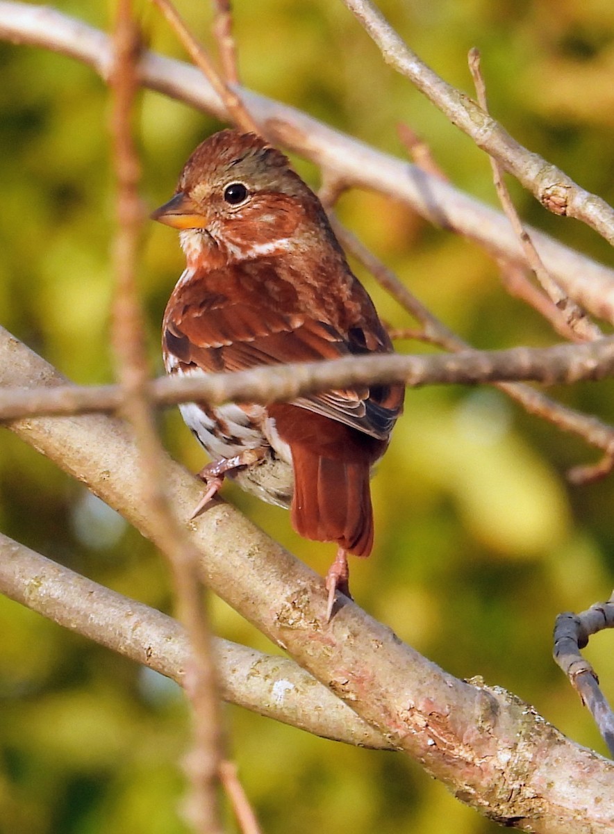 Fox Sparrow - ML644774231