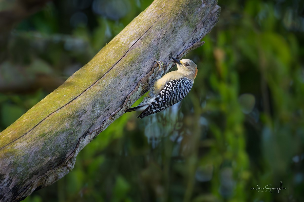 Red-crowned Woodpecker - ML644774237