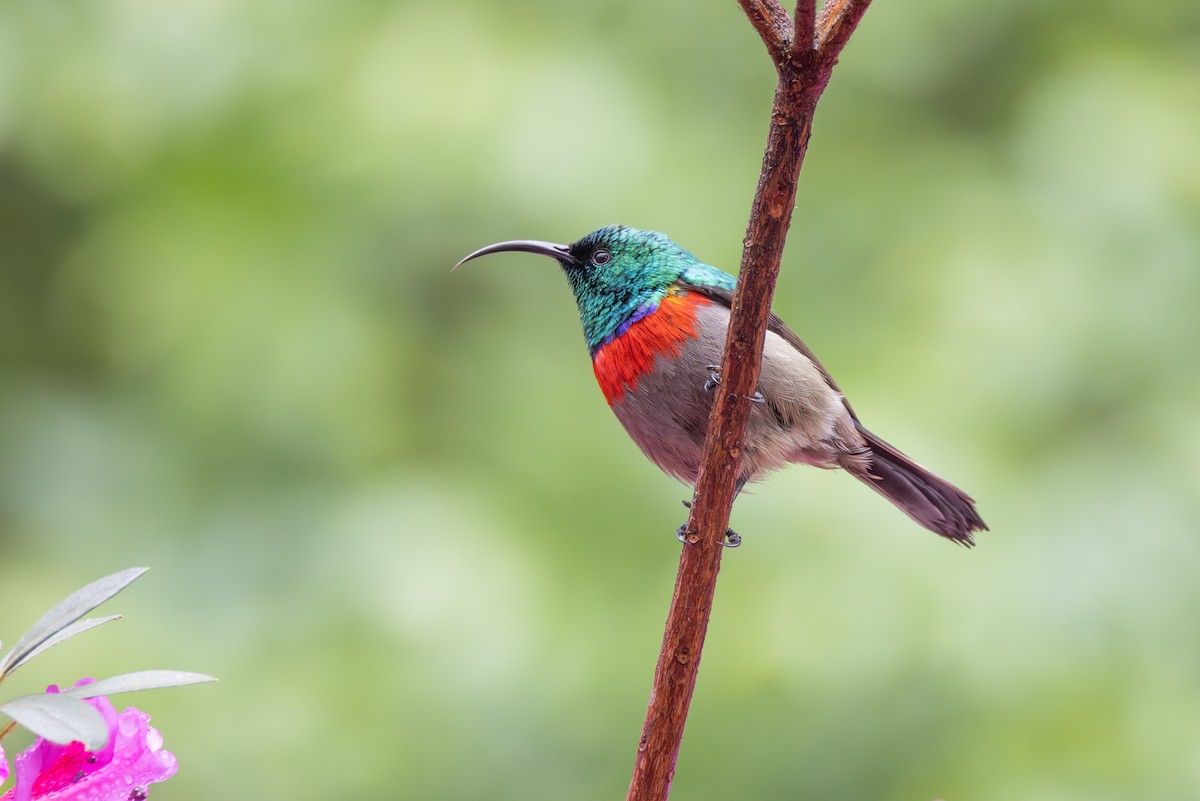 Southern Double-collared Sunbird - ML644774255