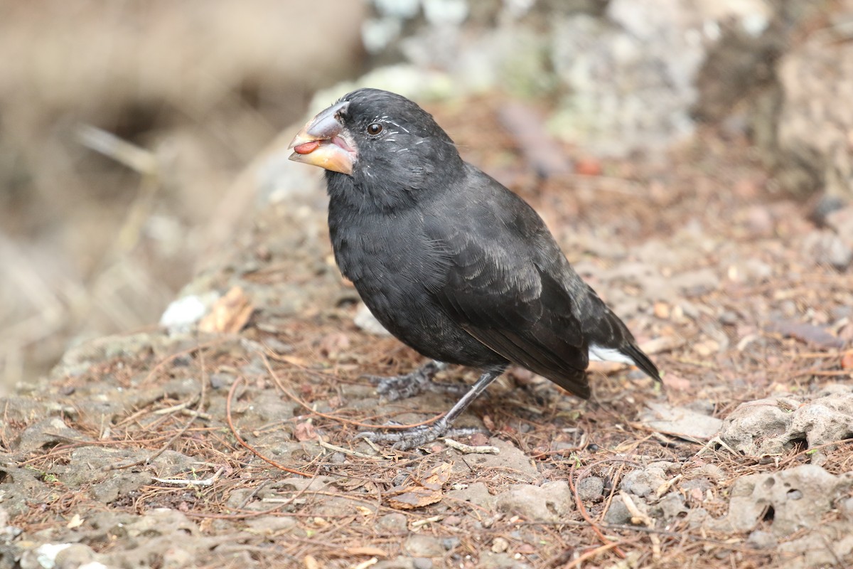 Large Ground-Finch - ML644774274