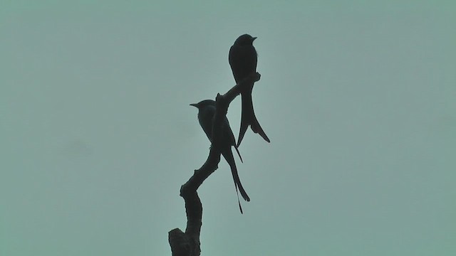 Ashy Drongo - ML644774275