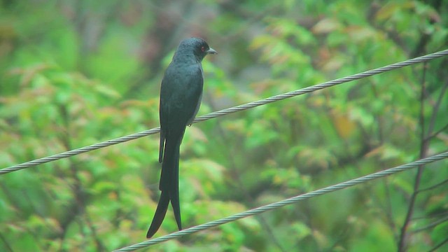 Ashy Drongo - ML644774277
