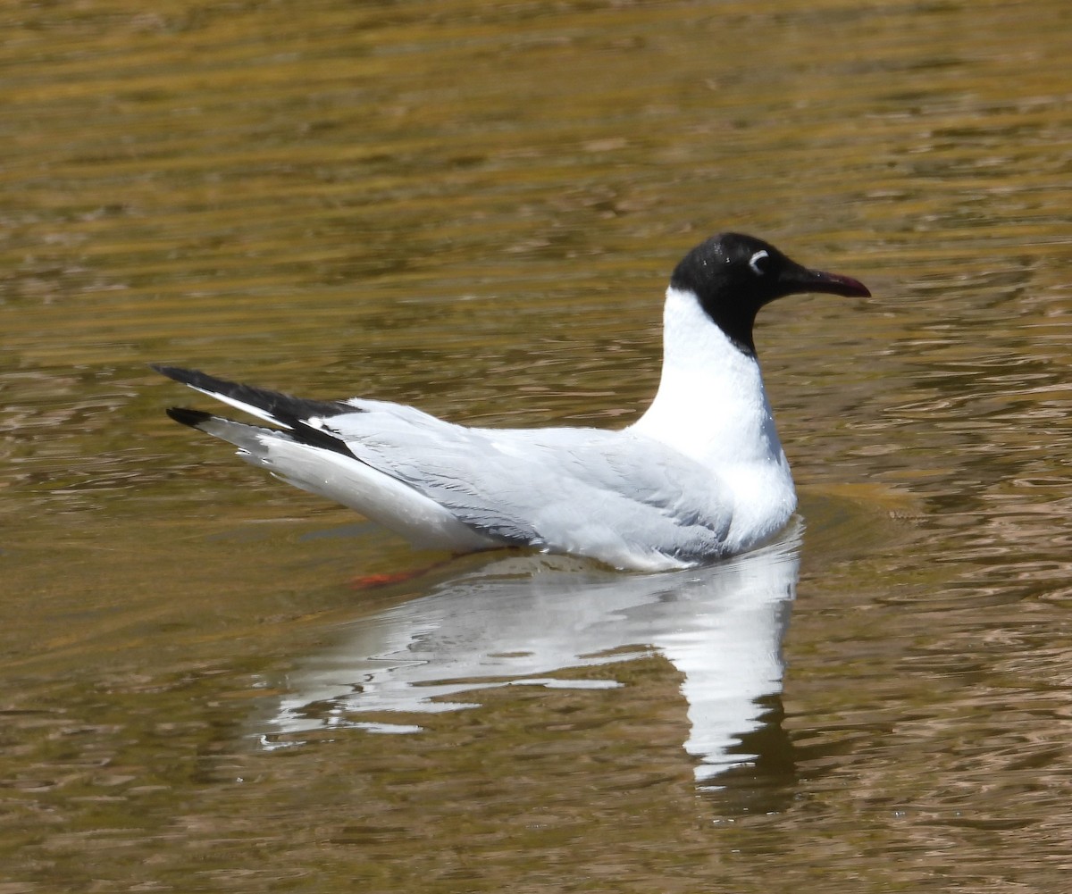 Andean Gull - ML644774282