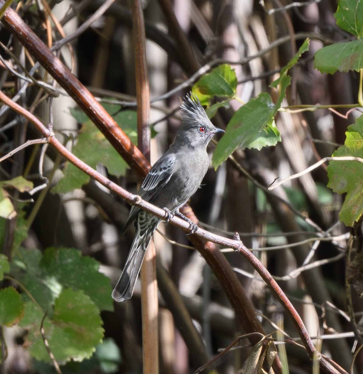 Phainopepla - ML644774283