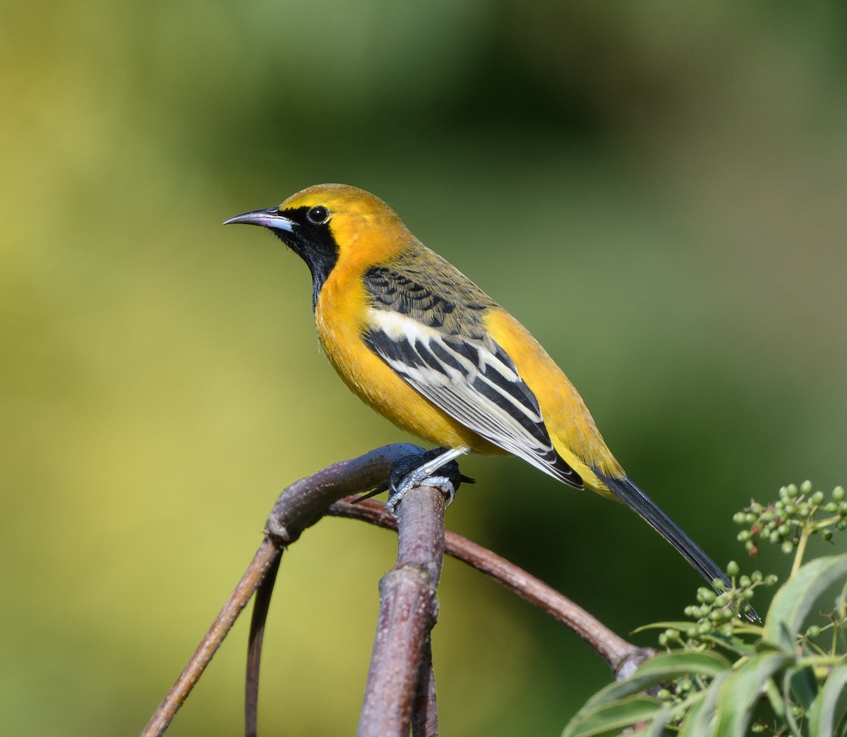 Hooded Oriole - ML644774288