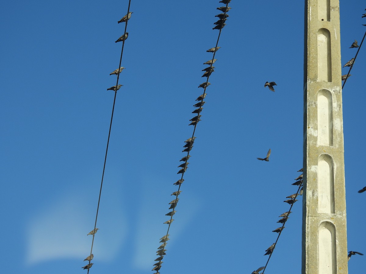 Étourneau unicolore - ML644774290