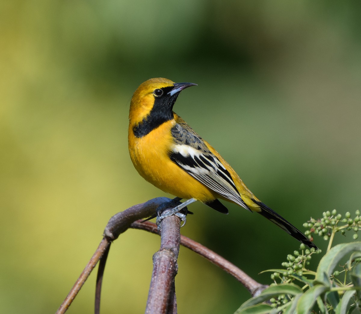Hooded Oriole - ML644774291