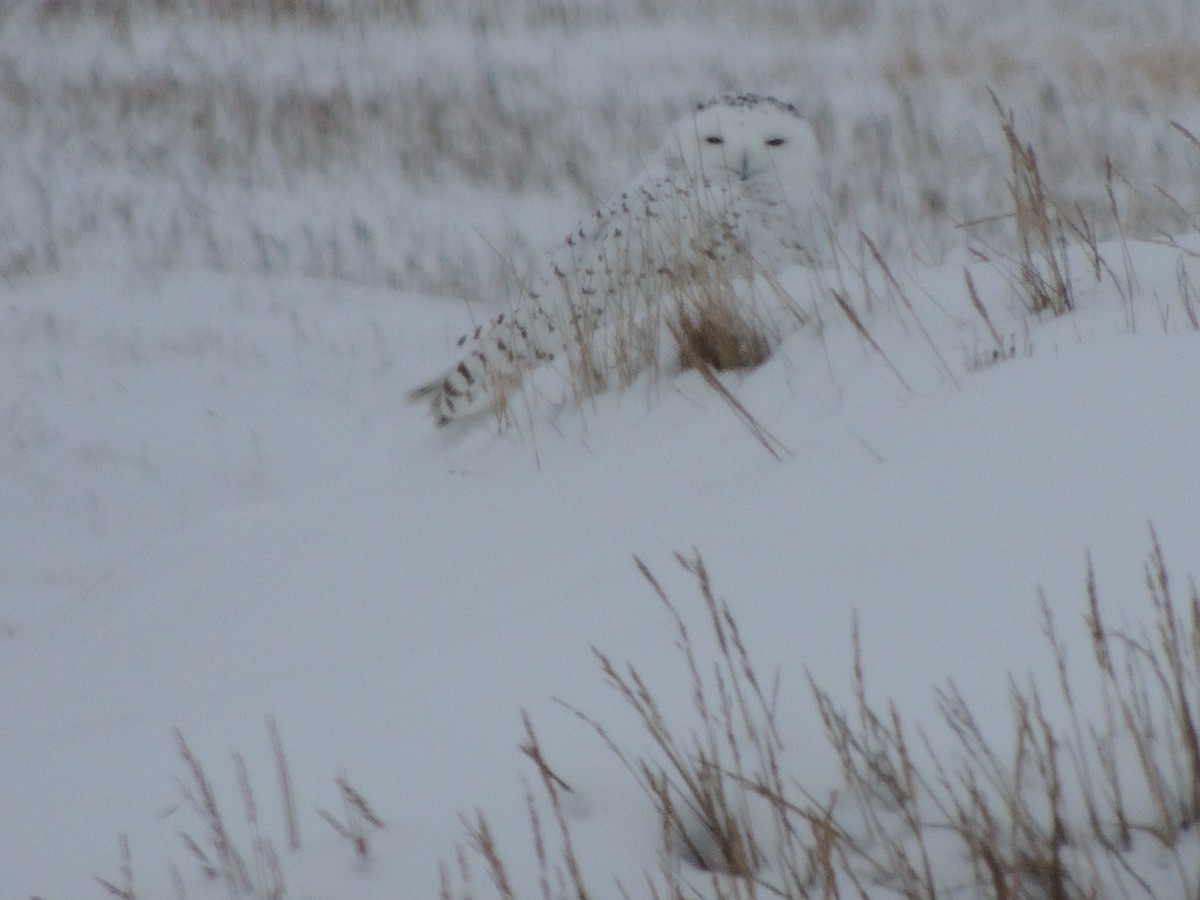 Snowy Owl - ML644774292