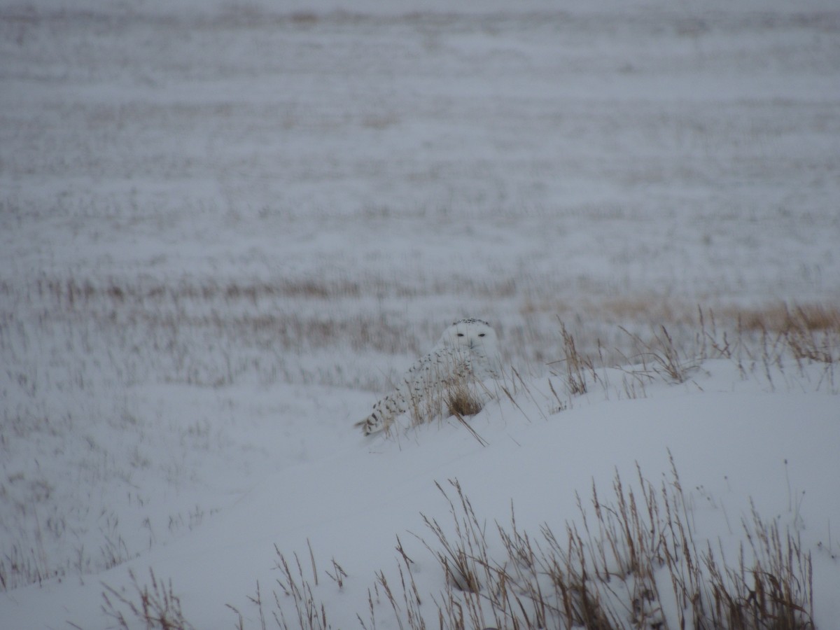 Snowy Owl - ML644774293