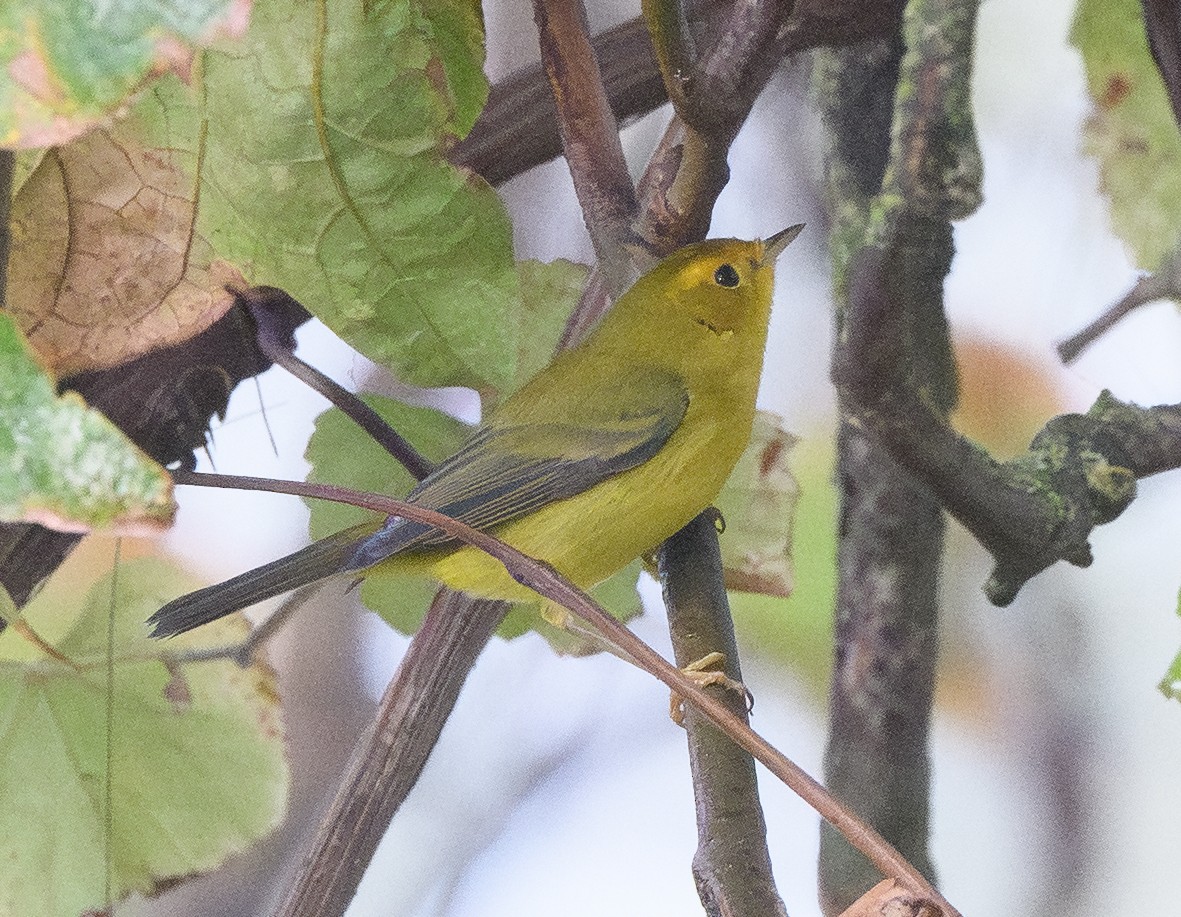 Wilson's Warbler - ML644774297