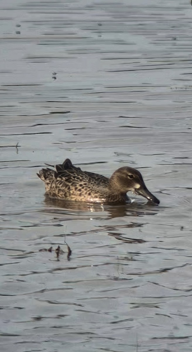 ミカヅキシマアジ - ML644774336