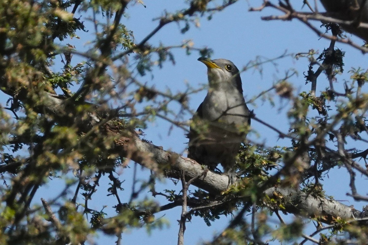 Yellow-billed Cuckoo - ML644774337