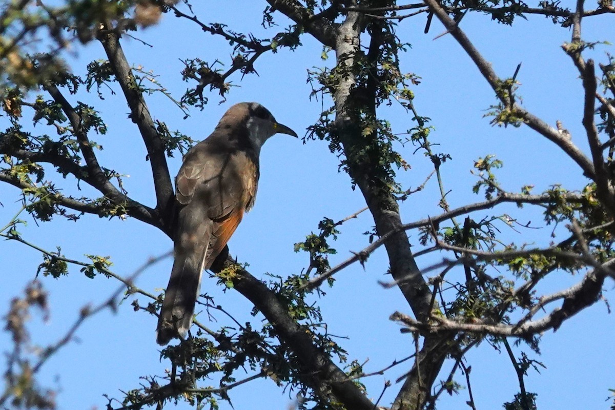 Yellow-billed Cuckoo - ML644774338