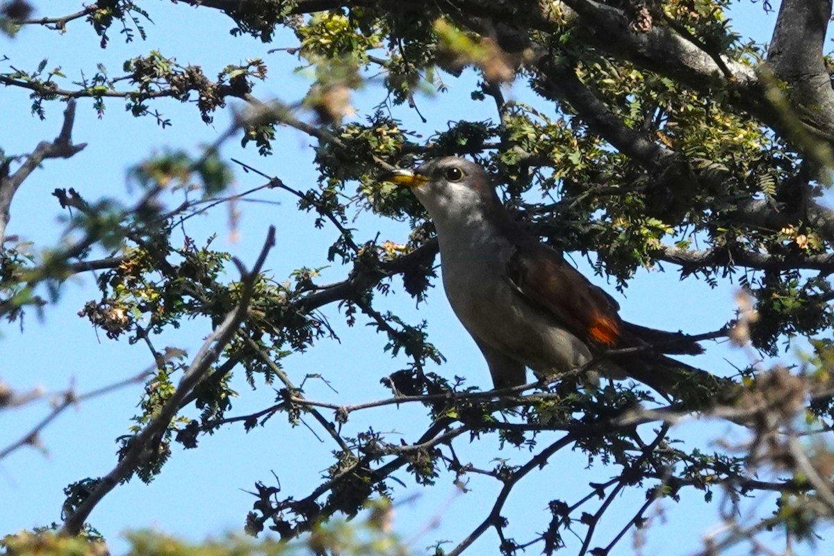 Yellow-billed Cuckoo - ML644774339