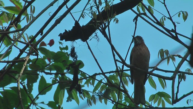 Mountain Bulbul - ML644774341