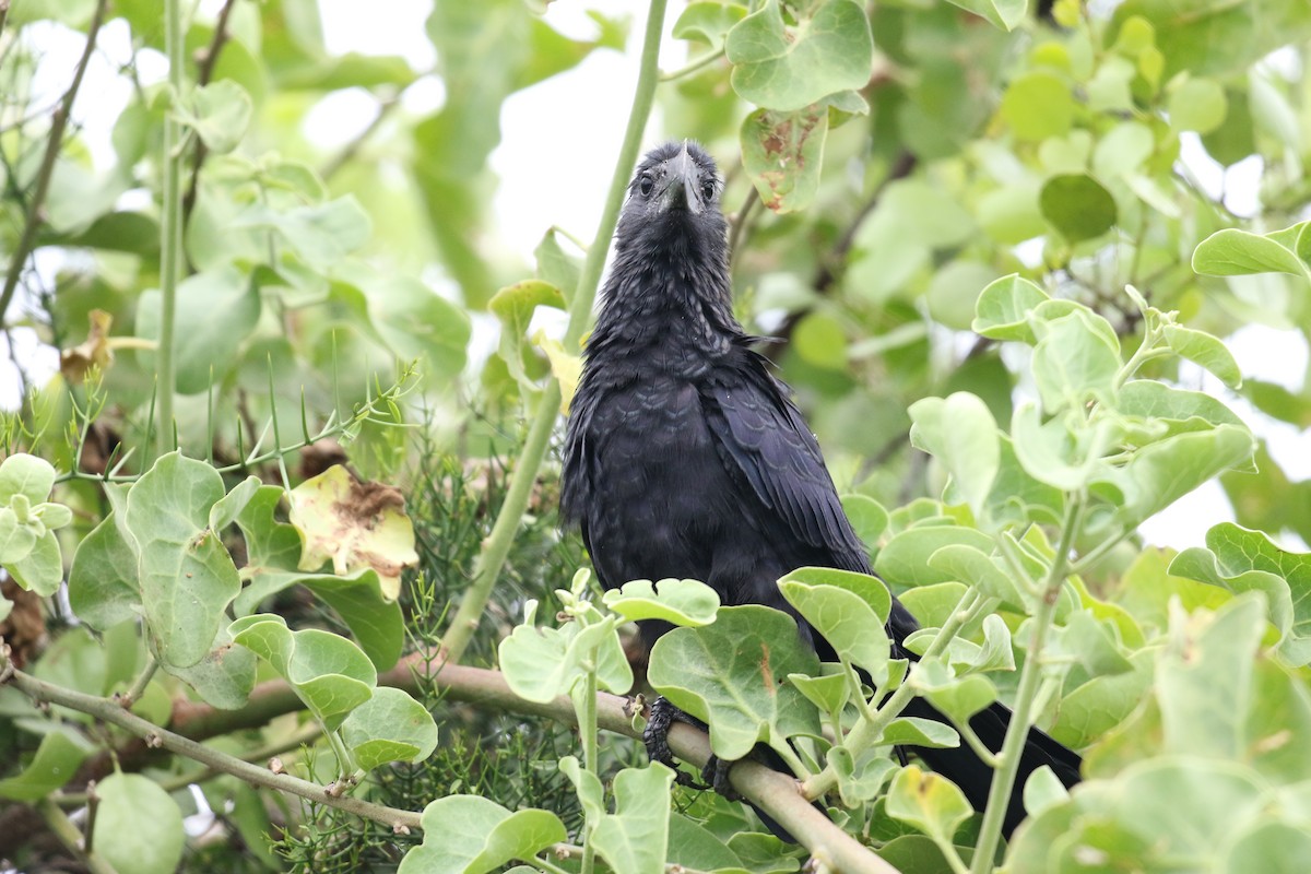 Düz Gagalı Ani - ML644774350