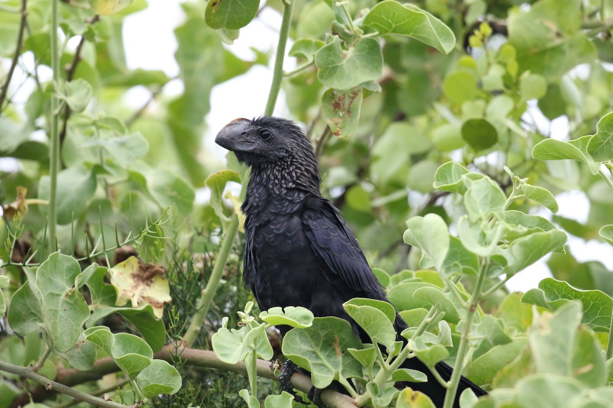 Düz Gagalı Ani - ML644774351