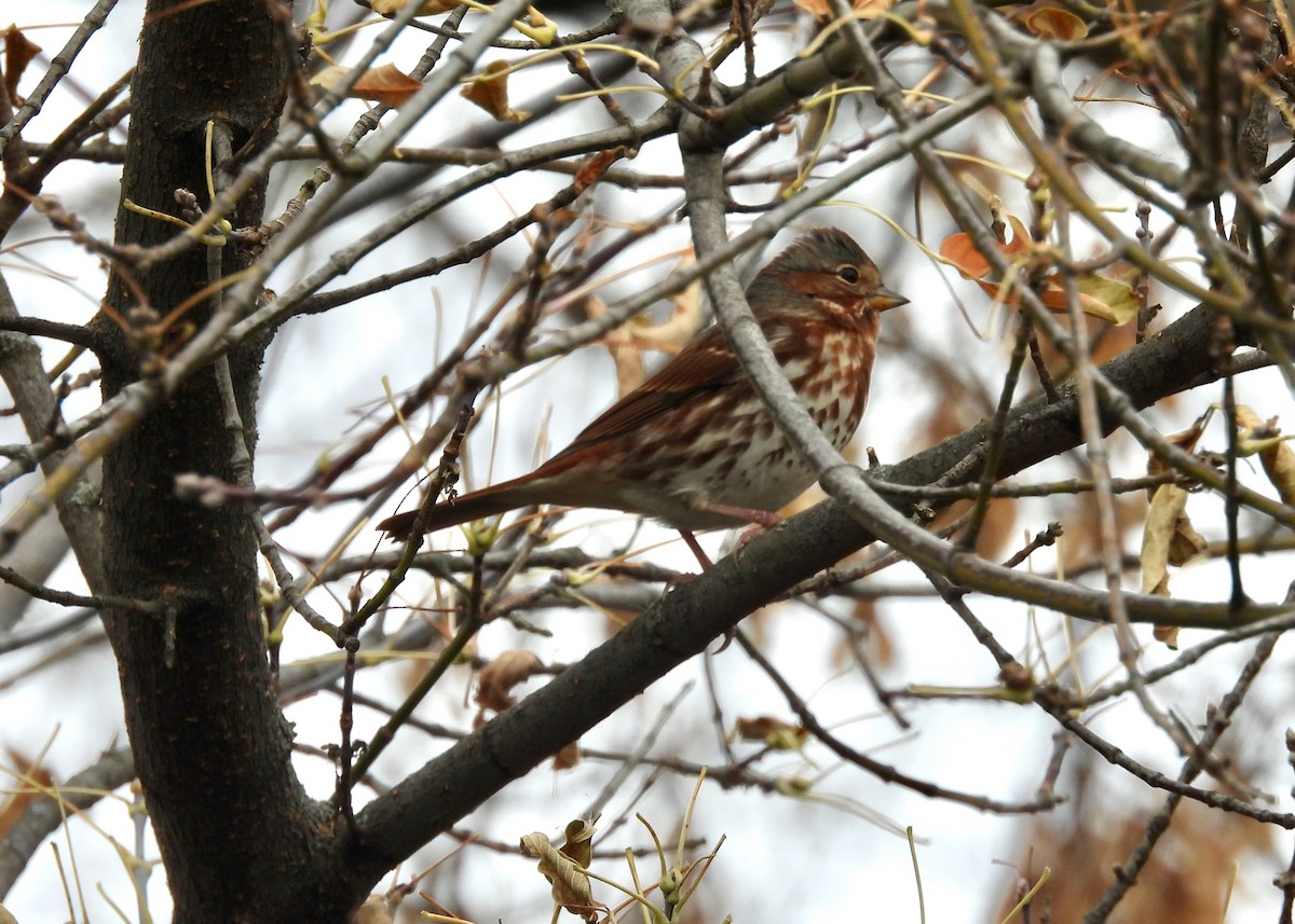 Fox Sparrow - ML644774356