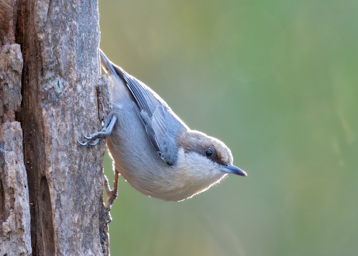 Brown-headed Nuthatch - ML644774377