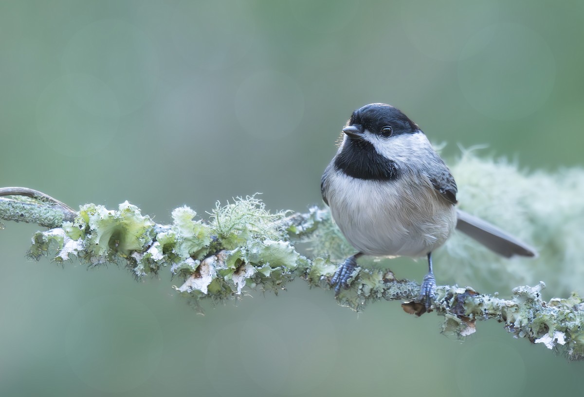 Гаїчка каролінська - ML644774384