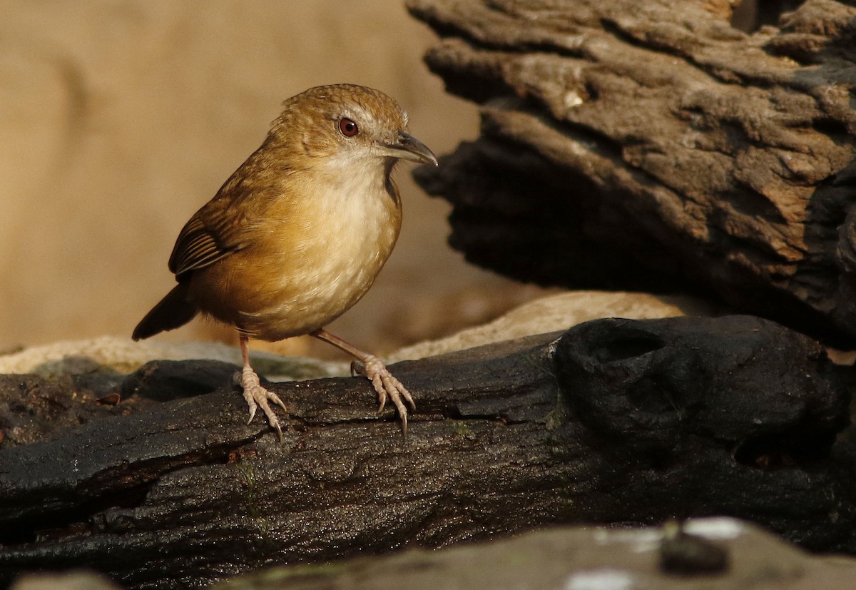 Tordina de Abbott - ML644774389