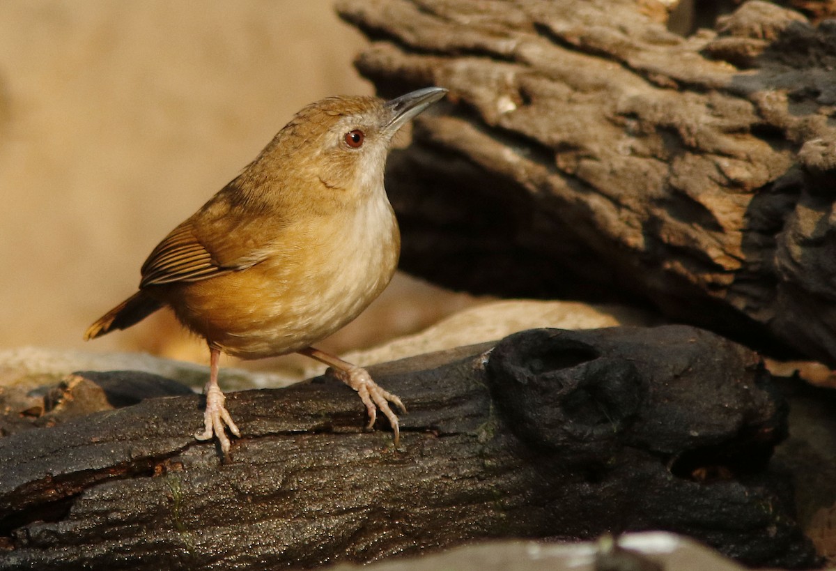 Tordina de Abbott - ML644774390