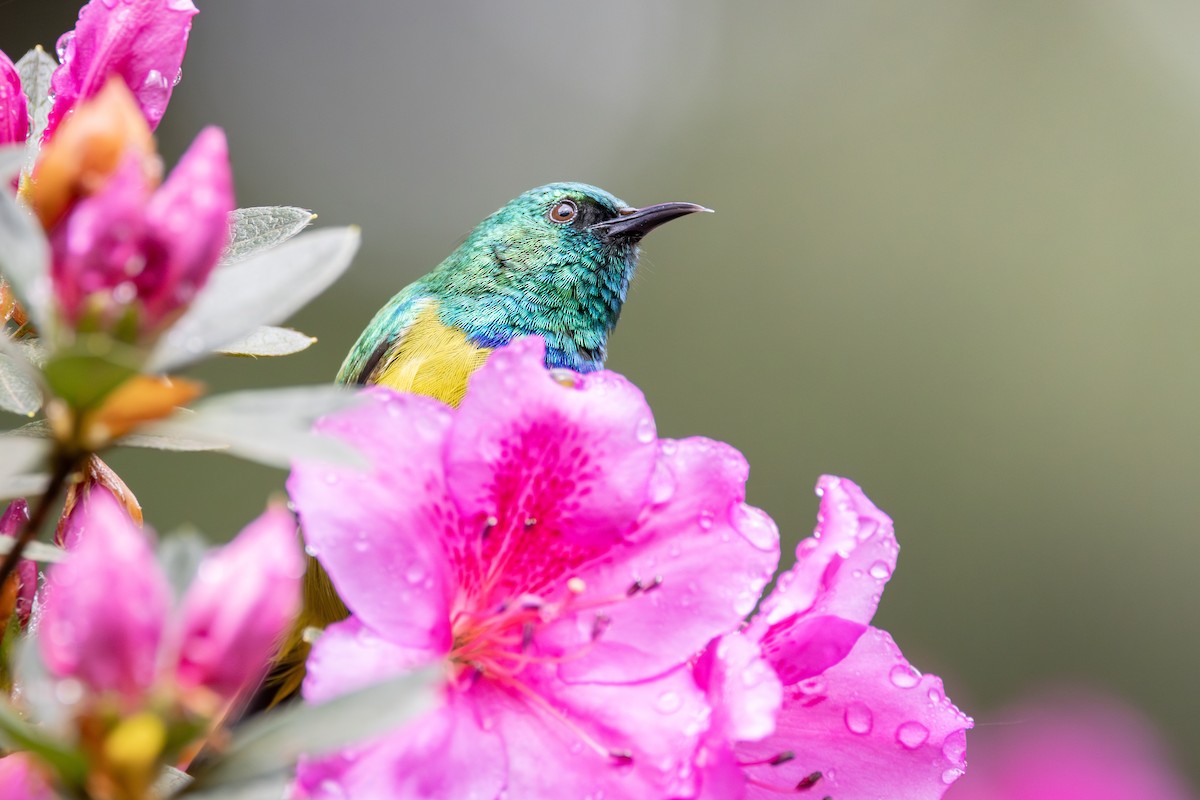 Collared Sunbird - ML644774407