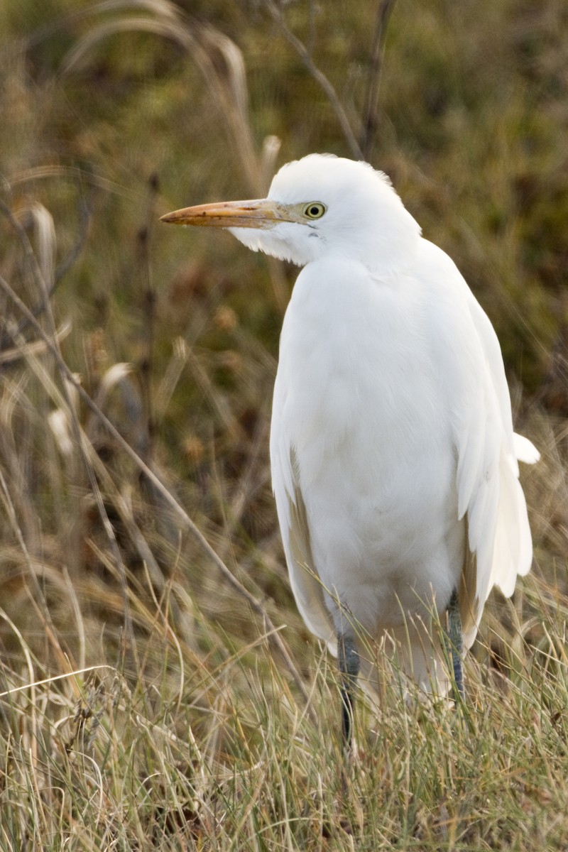 Western Cattle-Egret - ML644774432