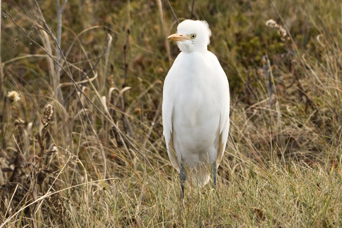Western Cattle-Egret - ML644774433