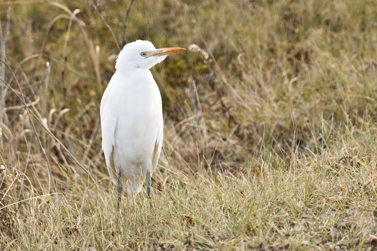 Western Cattle-Egret - ML644774434