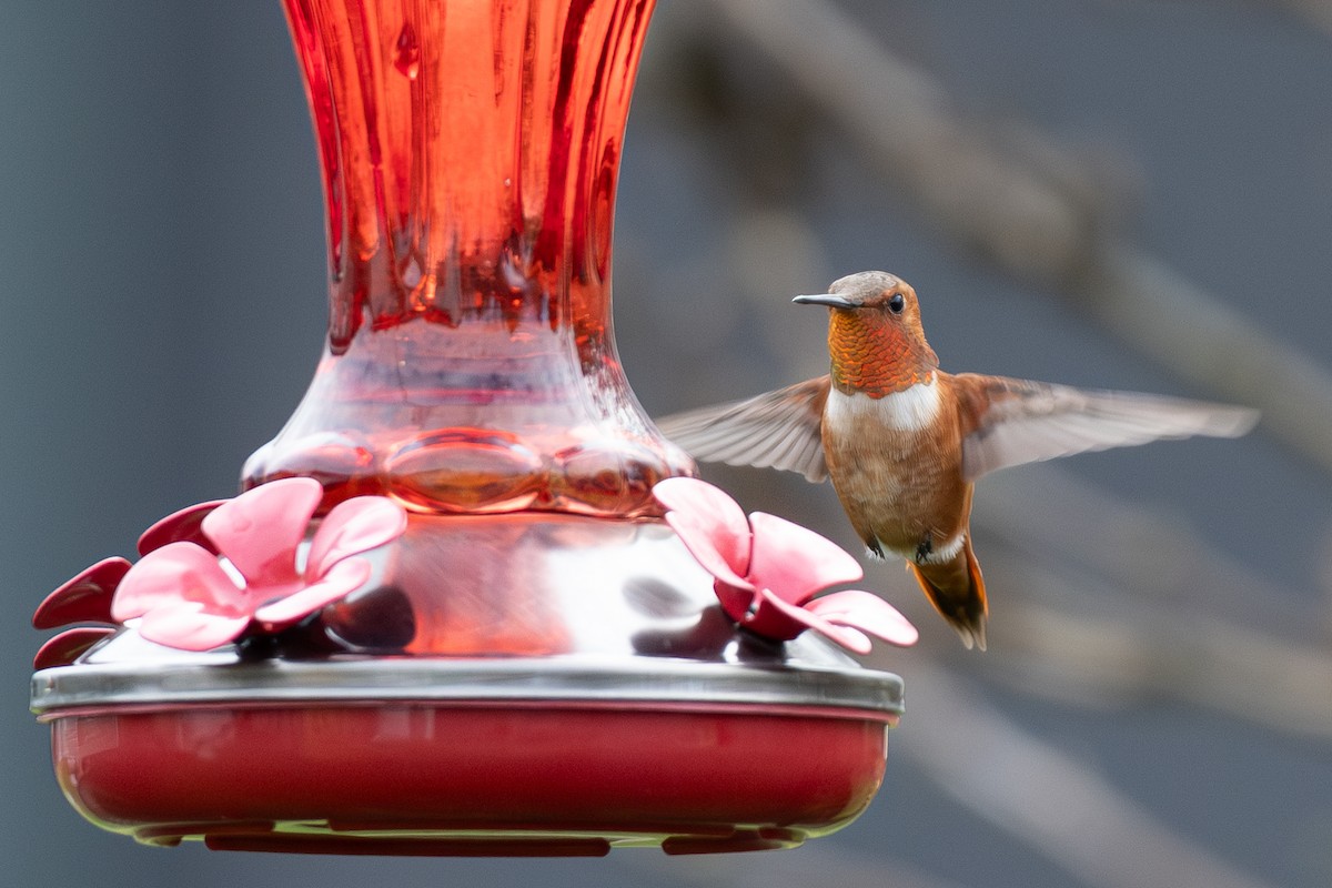 Rufous Hummingbird - ML644774457