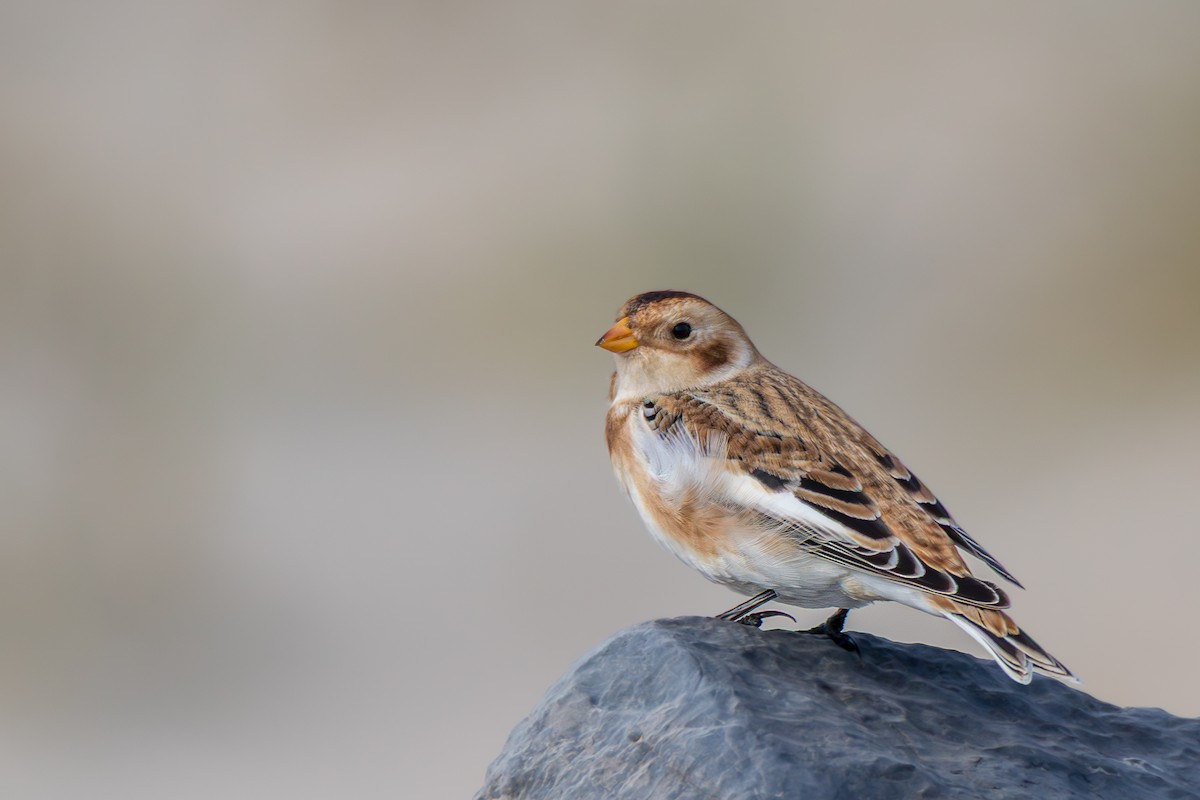 Snow Bunting - ML644774463