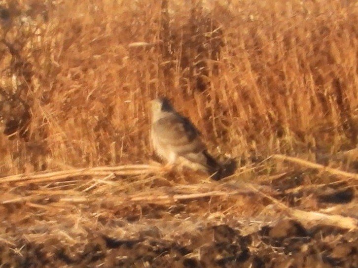 Mirotz zuri iparramerikarra - ML644774466