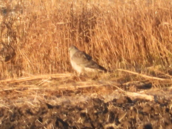 Mirotz zuri iparramerikarra - ML644774467