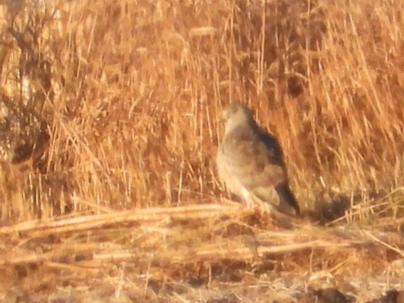 Mirotz zuri iparramerikarra - ML644774468