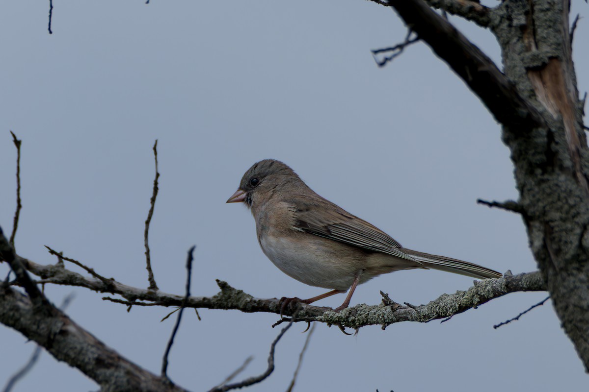 Dark-eyed Junco - ML644774469