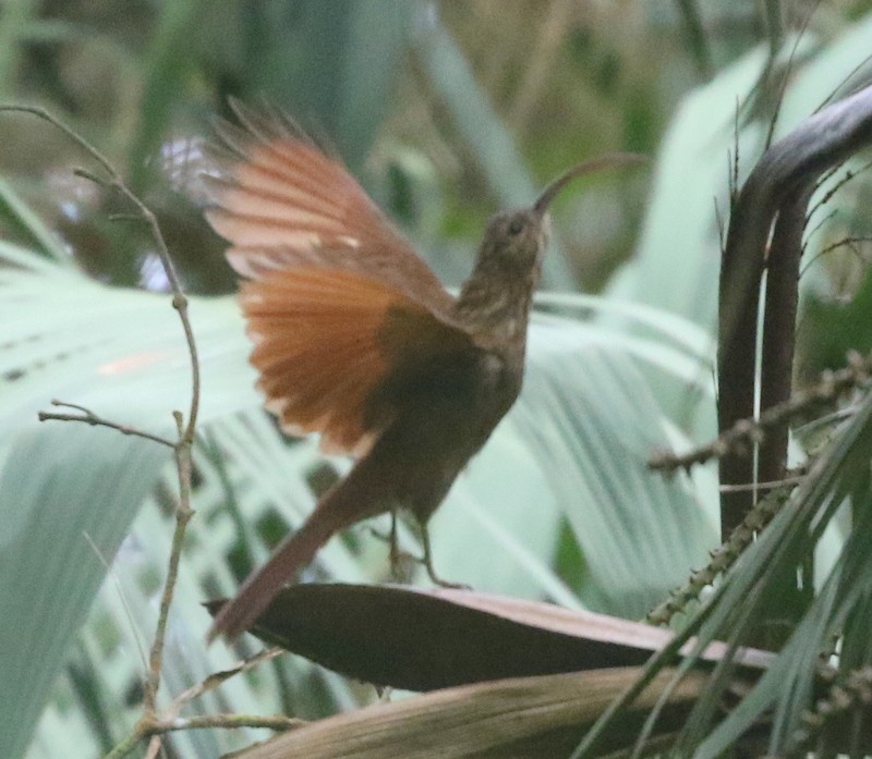 Brown-billed Scythebill - ML644774472
