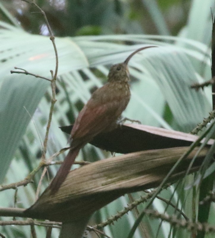 Brown-billed Scythebill - ML644774473