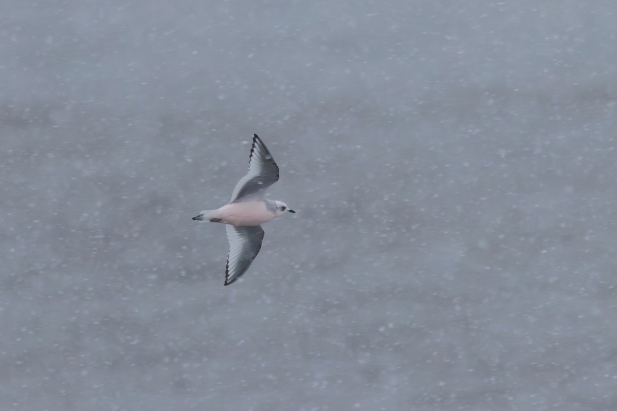 Antxeta arrosa - ML644774475