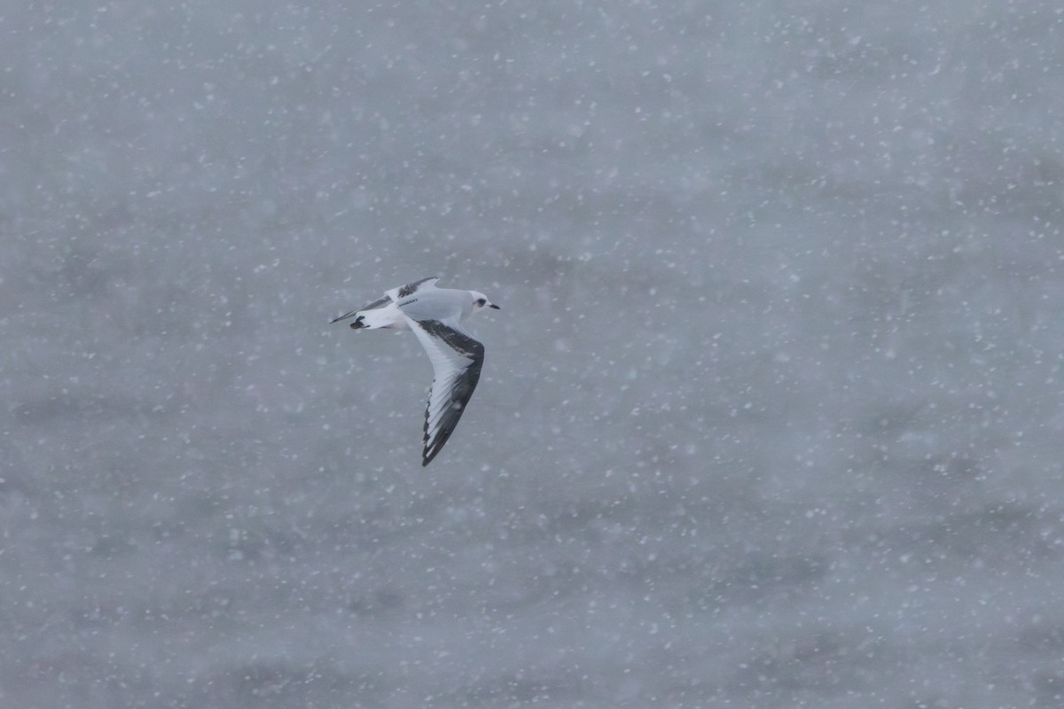 Antxeta arrosa - ML644774476