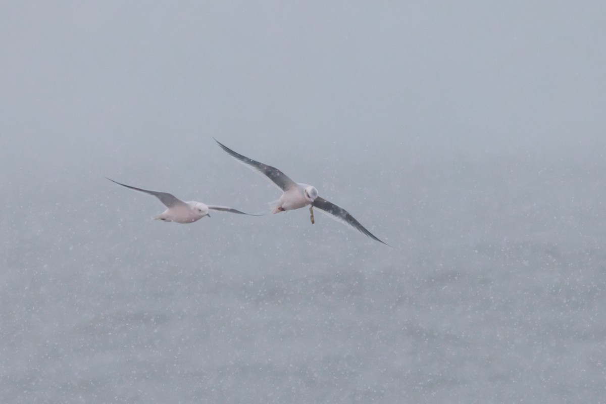 Antxeta arrosa - ML644774477