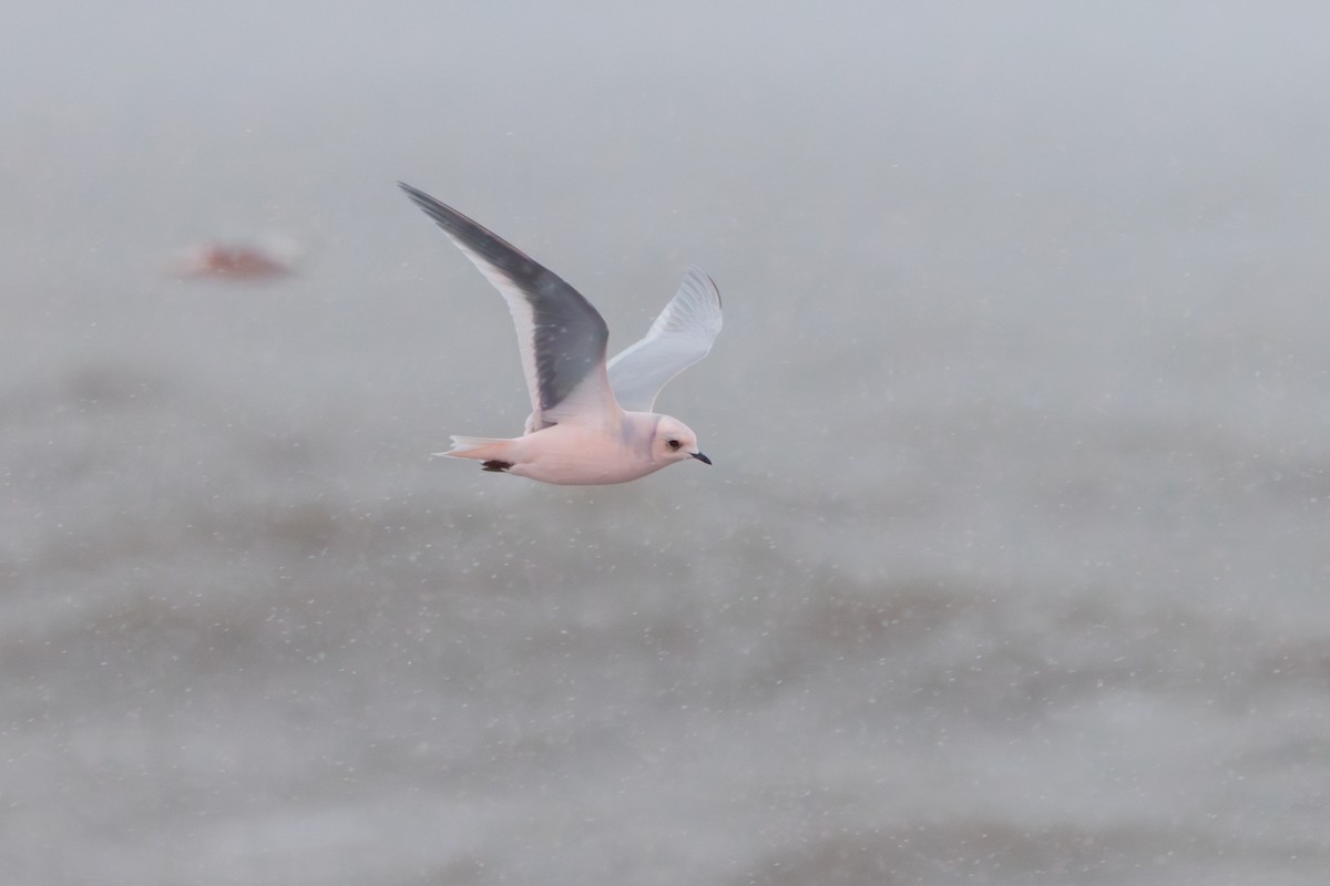 Antxeta arrosa - ML644774478