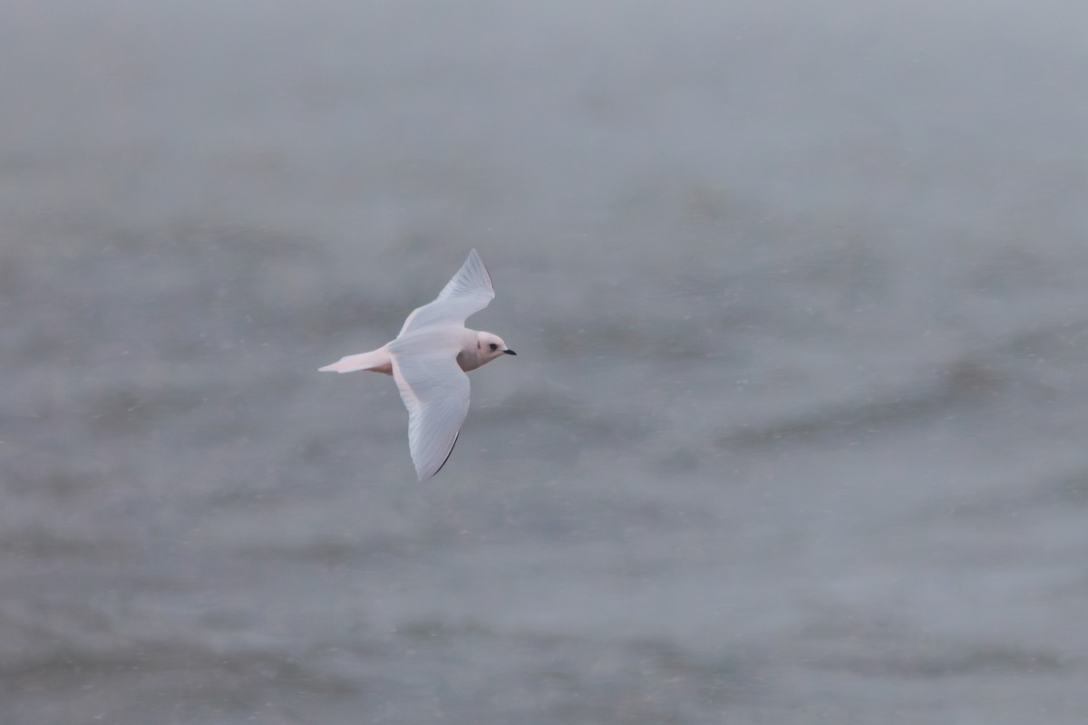 Antxeta arrosa - ML644774480