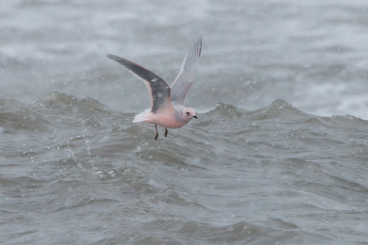 Antxeta arrosa - ML644774481