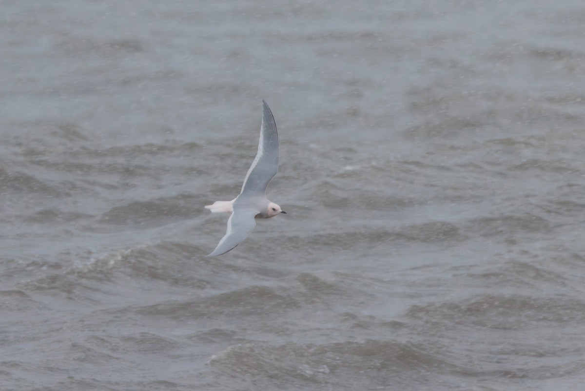 Antxeta arrosa - ML644774482