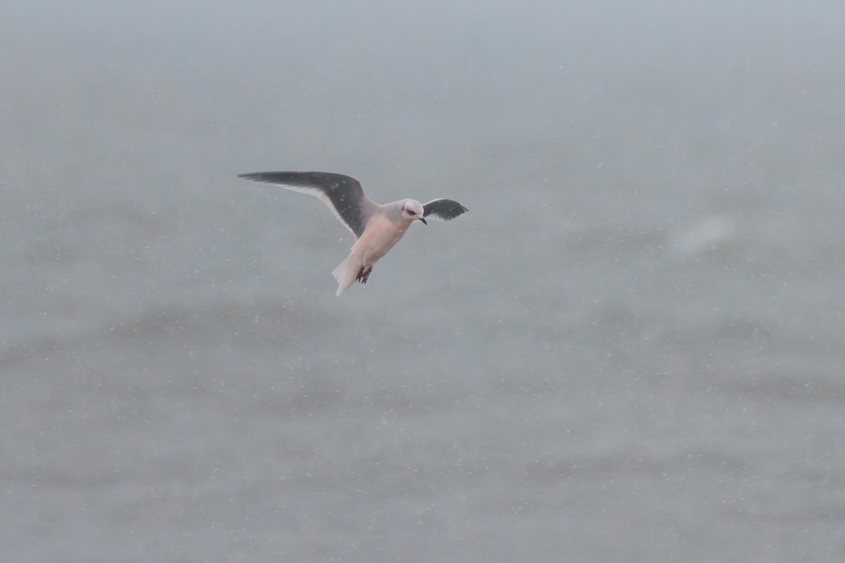 Antxeta arrosa - ML644774483