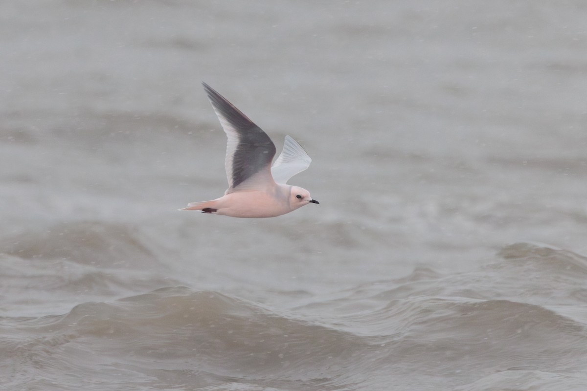 Antxeta arrosa - ML644774484