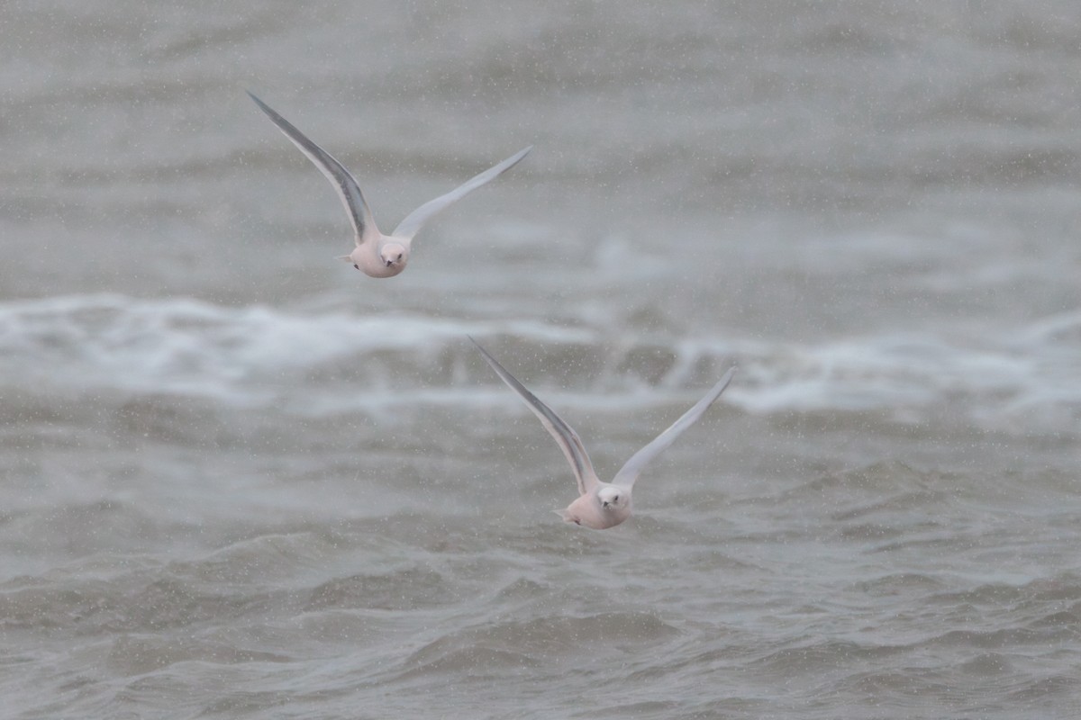 Antxeta arrosa - ML644774485